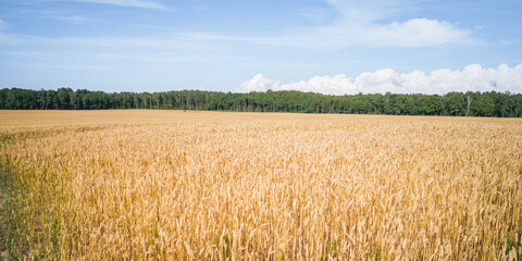 field of yellow ripe wheat on a sunny day