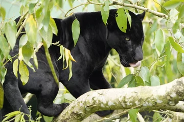 A black panther is the melanistic colour variant of the leopard (Panthera pardus) and the jaguar (Panthera onca). Amazon forest, Brazil © guentermanaus