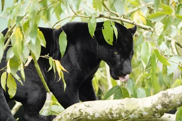 Fotobehang A black panther is the melanistic colour variant of the leopard (Panthera pardus) and the jaguar (Panthera onca). Amazon forest, Brazil © guentermanaus