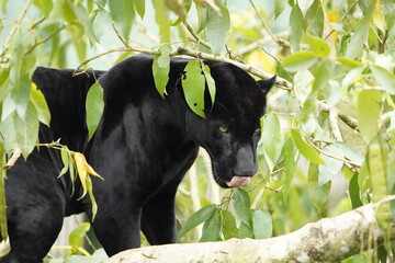 A black panther is the melanistic colour variant of the leopard (Panthera pardus) and the jaguar...