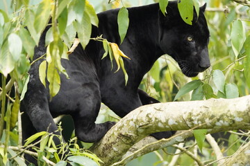 A black panther is the melanistic colour variant of the leopard (Panthera pardus) and the jaguar...