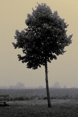 Drzewo w parku o wschodzie Słońca. Miejsce: Trzy Lipki w Bielsku - Białej.