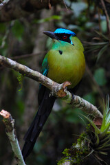 beautiful portrait of Andean moth in the wild in the jungle, a large bird of green color, with a bright blue head, red eyes and a long tail, sitting on a branch. An exotic bird from the tropical count
