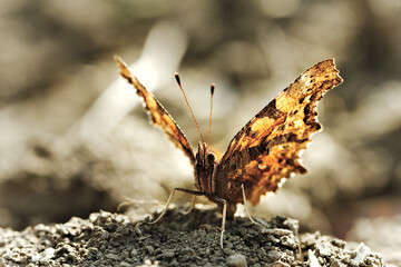 Motyl na bryłce ziemi.