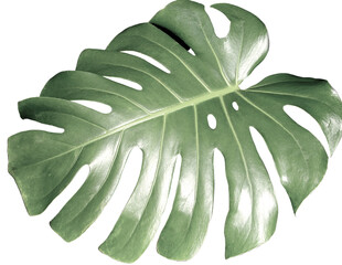 Monstera leaf. A large leaf (Monstera deliciosa) isolated on white.  