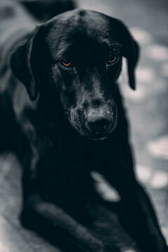 black lab with sad look