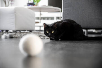 schwarze Katze spielt mit Ball
