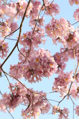 traditional tree of Paraguay called tajy or lapacho blooming in spring
