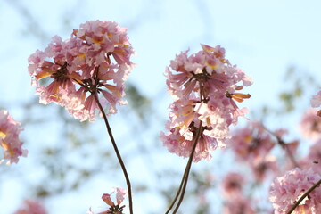 traditional tree of Paraguay called tajy or lapacho blooming in spring