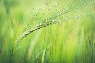 Green young ears of wheat isolated on natural background