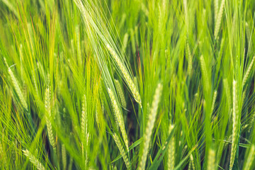 Green wheat field in the rural area