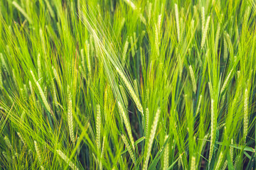 Close up of green wheat field