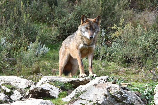 lobo observando territorio de caza en los montes de Sanabria - Zamora - España