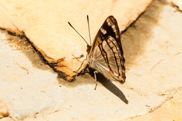 Borboleta de tons cinza e manchas pretas pousada em uma superfície amarelada de textura rustica. 