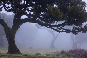 trees in the fog
