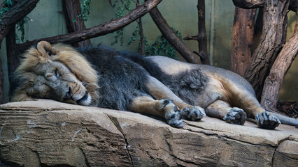 A male lion sleeping at the zoo
