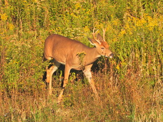 Whitetail Deer feeding 