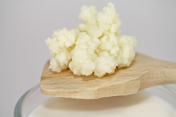 kefir mushroom on wooden spoon, healthy milk drink