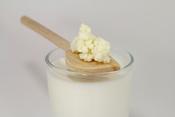 kefir mushroom on wooden spoon, healthy milk drink