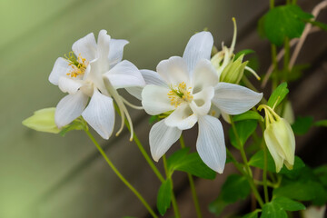 Fototapeta premium White columbine flowers against blurred garden background