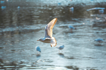 a white seagull flies over the water