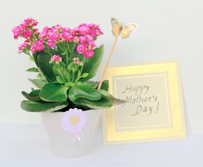 Mother’s day gift. Pink Kalanchoe flower on vase with butterfly and a board with Happy Mother’s Day.  