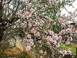 closeup of pink and white almond blossoms in spring with background pine trees and wall in lonely countryside