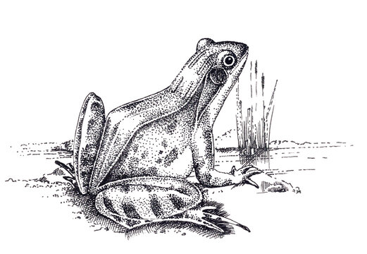 Sitting frog