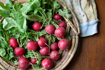 Top View of Freshly Picked Organic Radishes in a Rustic Basket on a Wooden Table; Gardening Gloves Beside Basket