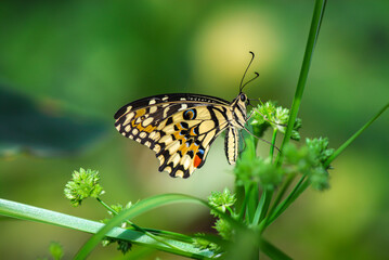beautiful tropical butterfly sits on a green leaf of a plant on a blurred background, macro photography of insects with free space for text