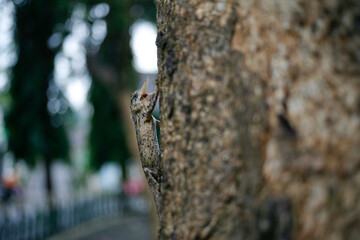 Gliding Lizard or Common Flying Draco(Draco volans) on the tree eating flying termites