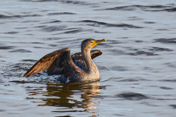 Double-crested cormorant spreads it wings on a Mississippi evening