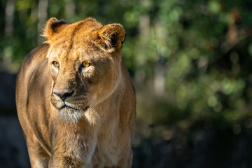 Portrait of a lion looking away from the camera. Blurred background.