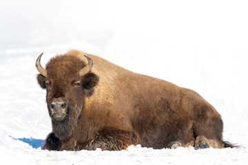 Bison in the snow of Yellowstone National Park