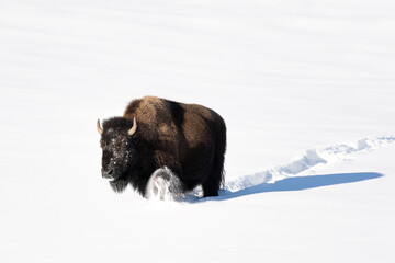 Bison in the snow of Yellowstone National Park