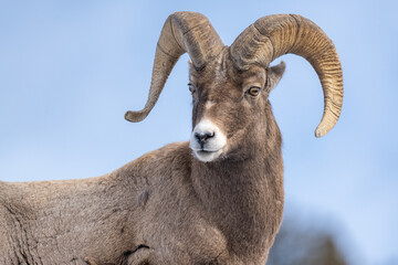 Bighorn Sheep in Yellowstone National Park