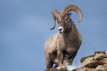 Bighorn Sheep in Yellowstone National Park