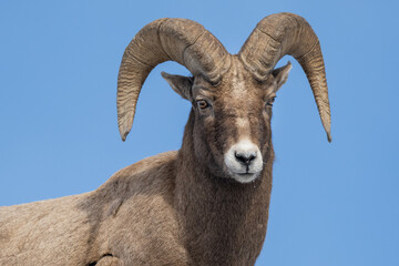 Bighorn Sheep in Yellowstone National Park