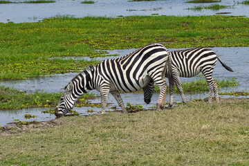 Fototapeta na wymiar Two plains zebras, Equus quagga, at a waterhole in Amboseli National Park in Kenya.