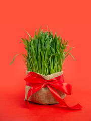 Green wheat sprouts for Nowruz holiday. Traditional celebration of vernal equinox. Persian, Iranian, Azerbaijan New Year