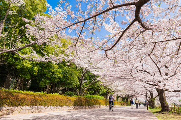 東京都立大学　南大沢キャンパス前の桜並木