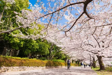 Tuinposter 東京都立大学　南大沢キャンパス前の桜並木 © oben901