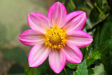Fototapeta premium Blooming pink dahlia in the garden. Dahlia is a genus of bushy, tuberous, herbaceous perennial plants native to Mexico.