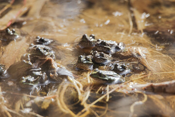 Group of iberian water frogs resting in a pond (Pelophylax perezi)