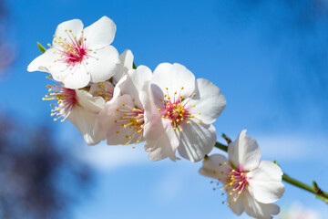 Flower. The Quinta de los Molinos park in Madrid in full bloom of spring almond and cherry trees with white and pink flowers, in Spain. Europe. Horizontal photography. Spring Time 2023.
