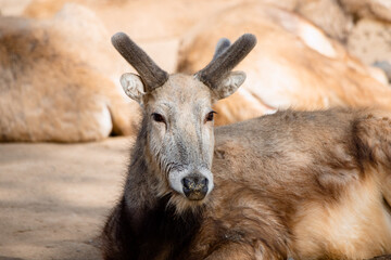 Pere David´s deer relaxed on the sand with new horns