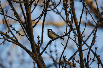 Male Great Tit perched on a branch in winter
