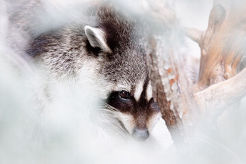 Sleeping Raccoon (Procyon lotor)