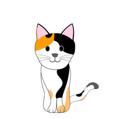 A skinny tortoise cat with white background 