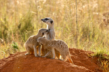 Meerkat, Addo Elephant National Park